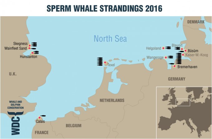 2016년 유럽 사회를 놀라게 한 향고래 29마리의 연속 좌초. 북해는 일반적으로 대서양 향고래들이 진입하지 않는 바다다. 고래와 돌고래 보전(WDC) 제공