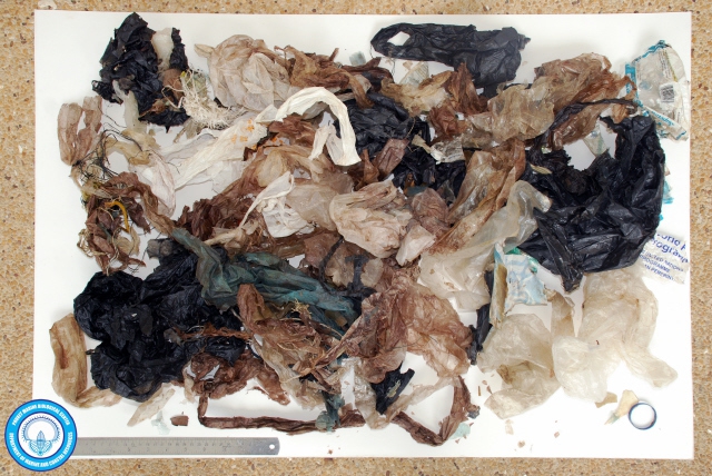 향유고래의 뱃속에서 발견된 다량의 플라스틱 쓰레기. 칸자나 애둘랴누코솔(푸껫 해양생물센터) 제공.