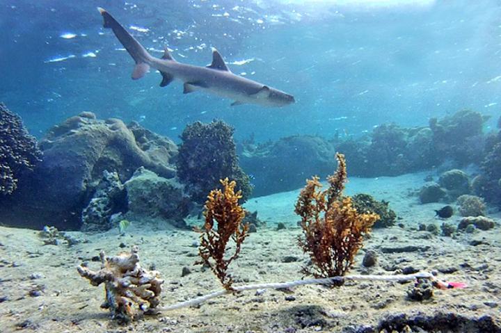 피지 산호초 조간대에 밀물이 들어 상어가 출몰하는 곳에선 초식성 물고기가 꺼려 해조류가 잘 자란다.  미국 비글로 해양학 연구소 제공.