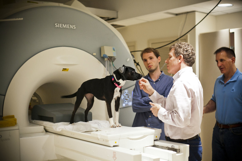 그레고리 번스(가운데)가 반려견을 MRI 두뇌 촬영을 위해 준비하고 있다.