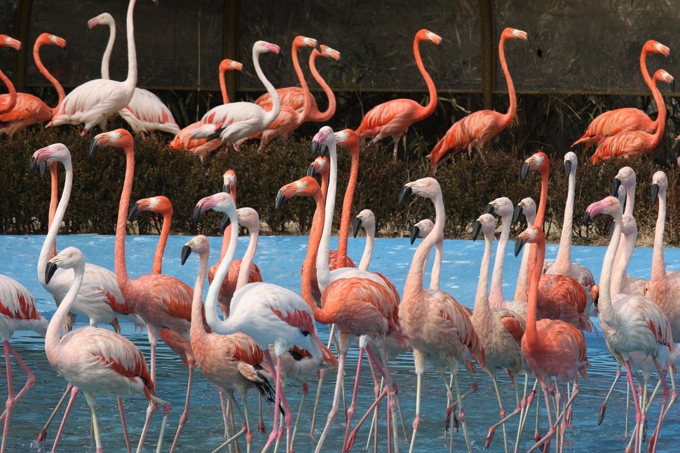 2009년 서울대공원 동물원에서 홍학쇼가 열리고 있다. 홍학쇼는 2013년 폐지됐다.  신소영 기자  viator@hani.co.kr