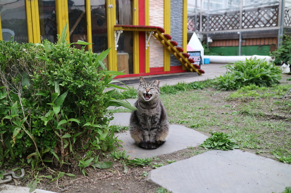 강동구청 성안별관 길고양이 어울쉼터에서 지내는 고양이가 옥상 마당에서 시간을 보내다 하품을 하고 있다.