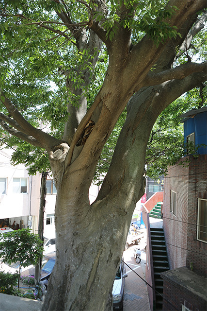 180년된 풍게나무
