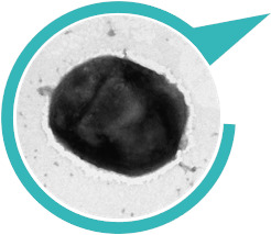 천일염에서 발견된 극한 미생물. 세계김치연구소 제공