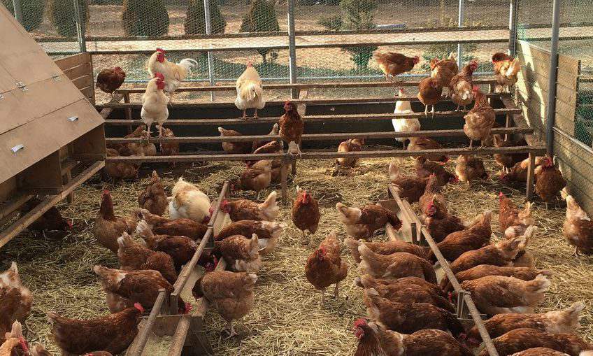 개농장은 되는데, 유기 친환경 닭농장은 안 된다고?