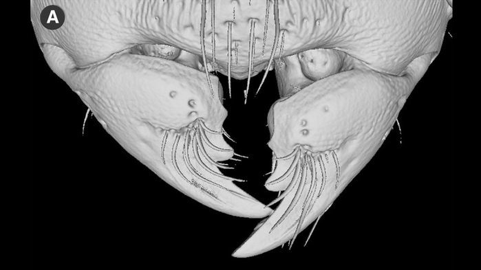 멜리소타르수스 개미의 턱 모습. 작고 원뿔형으로 뿌리 부근이 넓어 지렛대를 이용해 힘을 증폭하는 구조이다. 칼리페 외 (2018) ‘동물학 최전선’ 제공.