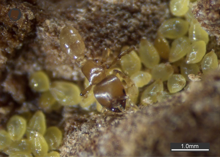 멜리소타르수스 개미가 깍지벌레 무리를 돌보고 있다. 이들은 나무속 생태계에서 공생하며 살아간다. 칼리페 외 (2018) ‘동물학 최전선’ 제공.