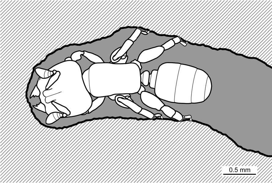 단단한 나무를 뚫기에 최적화한 몸으로 적응한 아프리카 개미. 턱과 머리, 다리가 극단적 적응의 사례다. 칼리페 외 (2018) ‘동물학 최전선’ 제공.