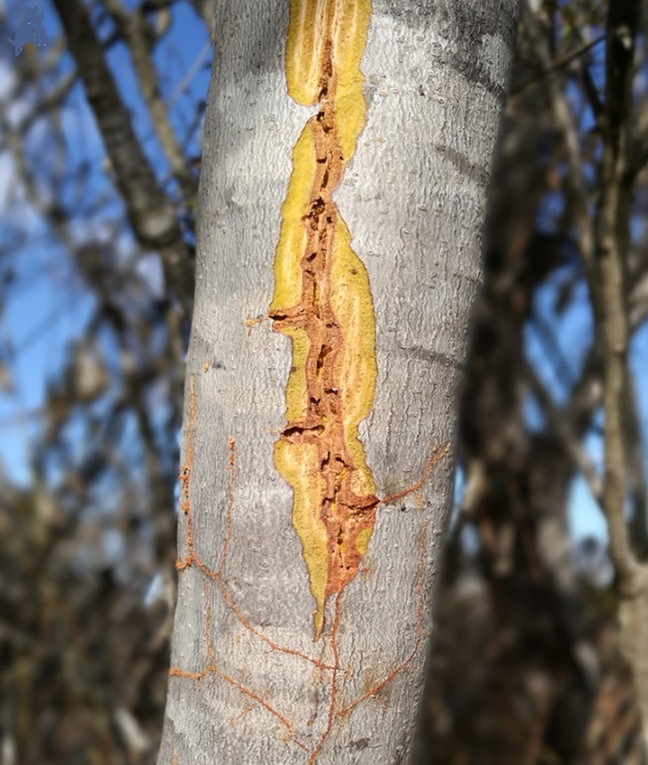 산 나무껍질 밑에 굴을 파 살아가는 멜리소타르수스 개미의 굴 모습. 나무껍질을 제거한 모습이다. 칼리페 외 (2018) ‘동물학 최전선’ 제공.