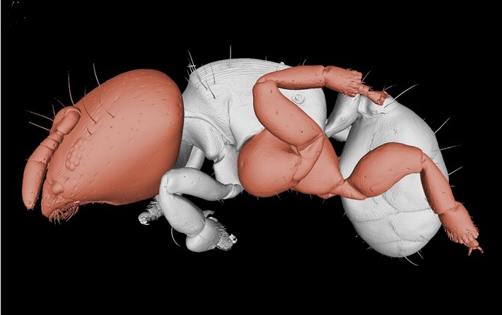 멜리소타르수스 개미의 다리 모습. 평평한 바닥에서는 걷지 못할 만큼 나무속 생활에 적응했다. 칼리페 외 (2018) ‘동물학 최전선’ 제공.