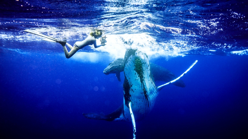 최송현씨가 모레아 섬 근처에서 혹등고래를 촬영하고 있다. 사진 최송현 제공