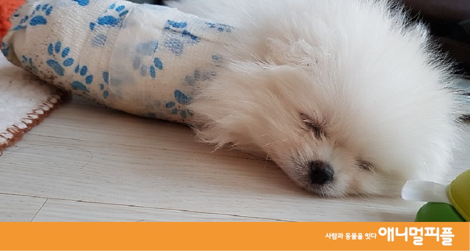 반려견 안락사, 아픔 없이 좋은 이별까지 진행하고 싶을 때!