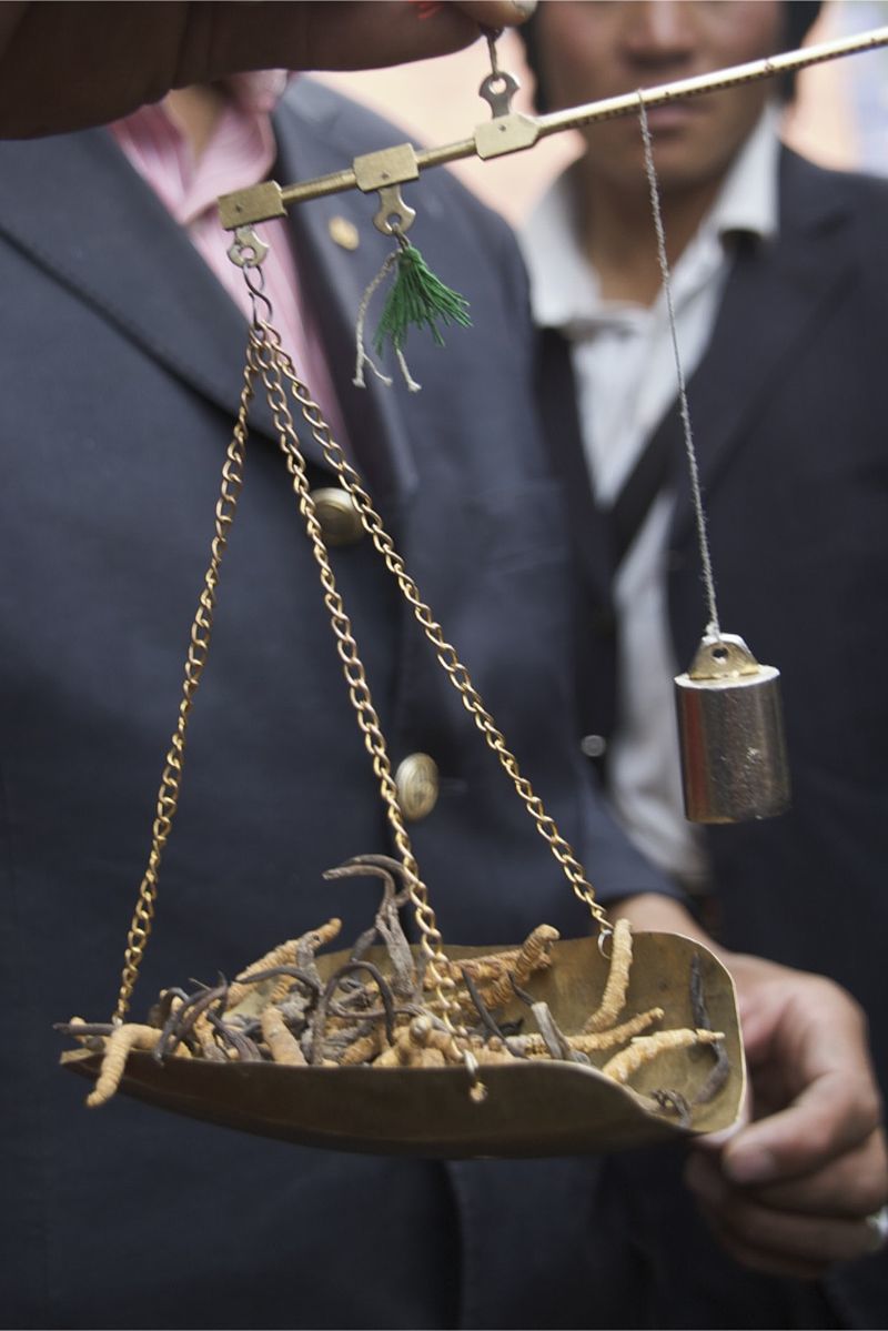 금보다 비싼 중국동충하초를 거래하기 위해 저울에 달고 있다. 위키미디어 코먼스 제공.