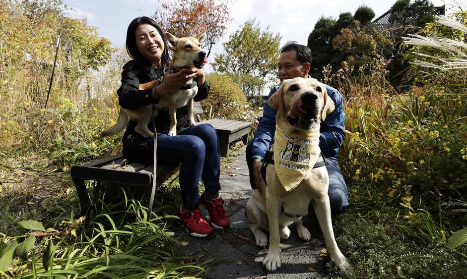 ‘노란 스카프의 영웅’…개도 헌혈이 필요하다