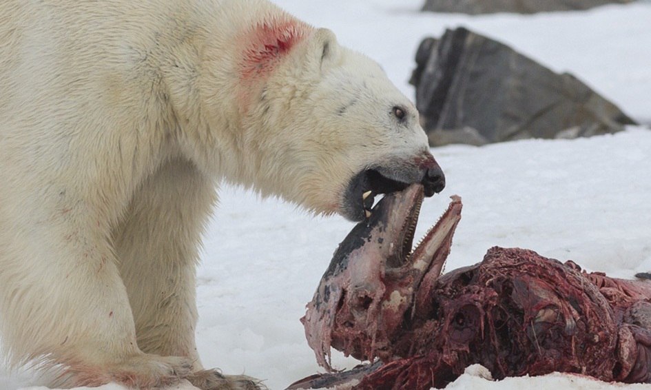 고래 사체가 굶주린 북극곰을 구할까