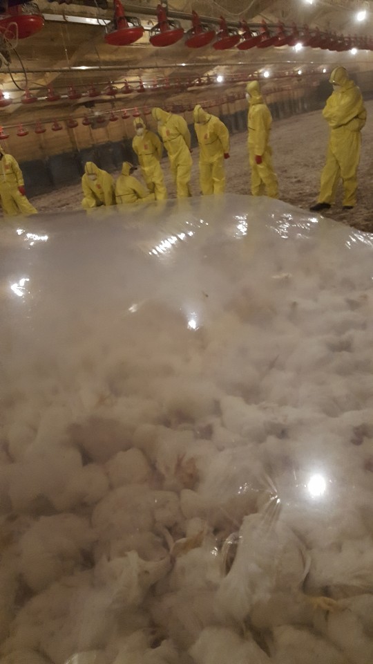 이산화탄소 가스를 주입한 비닐 안에 질식한 닭들이 쌓여 있다. 살처분 노동자 제공