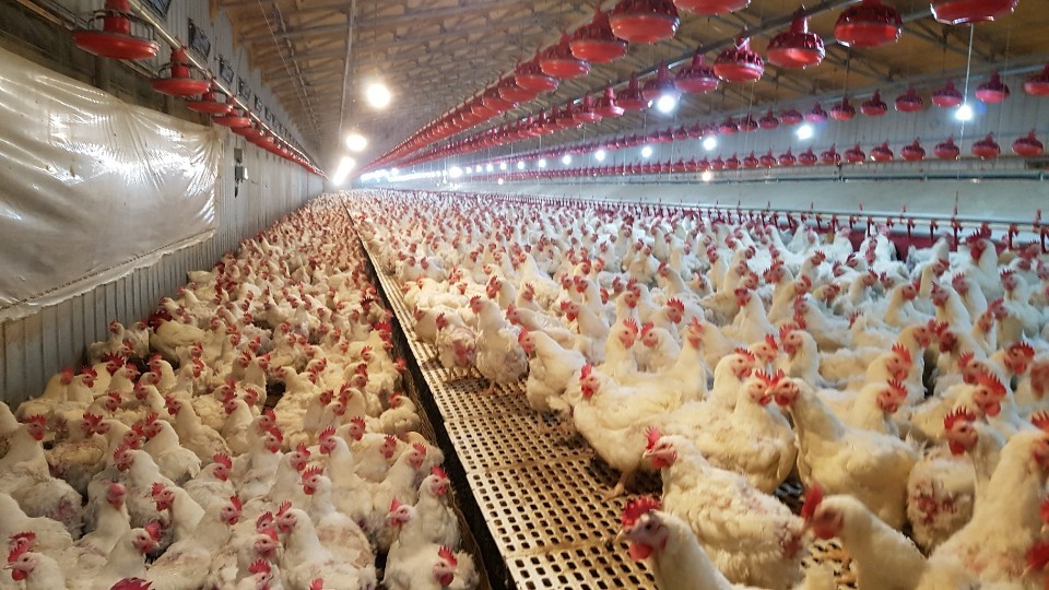 2016년 12월 경기도의 한 농장. 이 농장의 닭들은 조류 인플루엔자에 감염되지 않았지만 전염병 확산을 막으려 예방적 살처분이 결정됐다. 살처분 노동자 제공