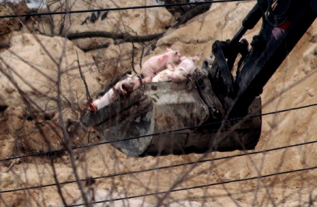 2011년 구제역이 발생한 경기도 동부의 한 축산농가에서 삽차를 동원해 살아 있는 돼지를 땅에 파묻고 있다. 김태형 기자 xogud555@hani.co.kr