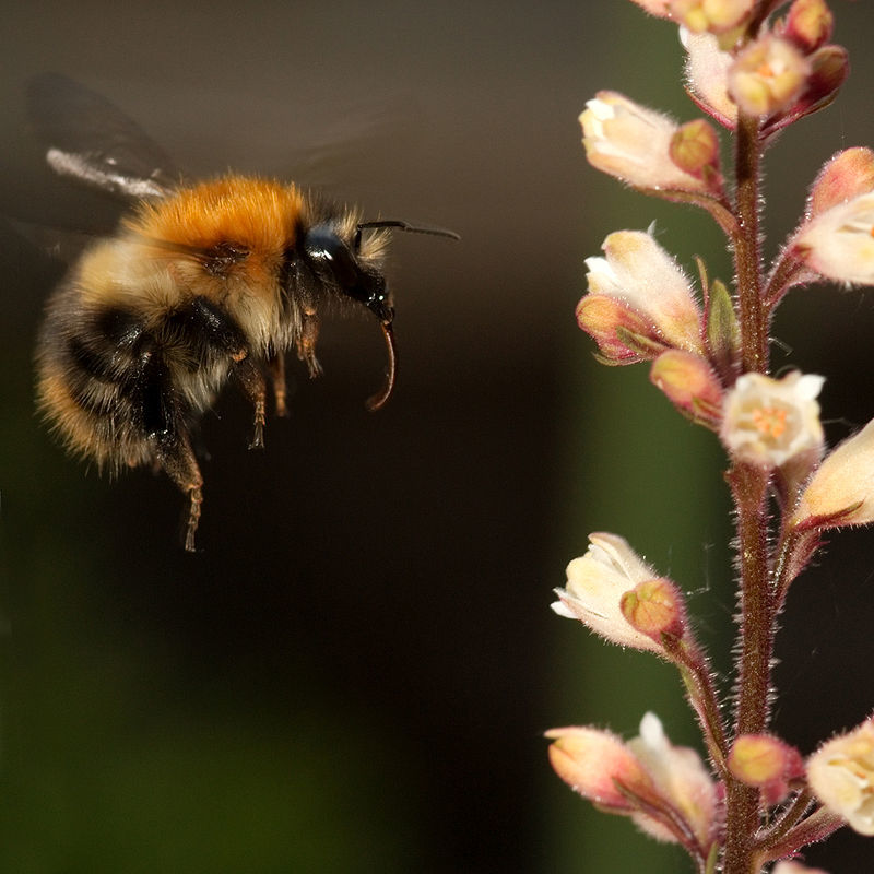 식물은 벌의 날갯짓 소리를 ‘듣고’ 꿀물의 당도를 높이는 방식으로 꽃가루받이를 효과적으로 하는 전략을 펼지도 모른다. 위키미디어 코먼스 제공.
