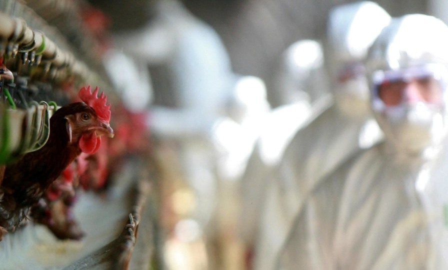 2018년 4월15일 김제시 용지면 용수리 한 양계장에서 살처분을 기다리는 닭들이 닭장 밖으로 고개를 내 밀고 있다. 연합뉴스