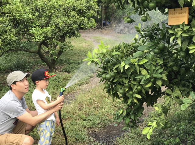 2017년 8월 ’당신의 과수원’ 애월 농장에서 가족 나무에 물을 주고 있는 회원가족들. 당신의 과수원 제공
