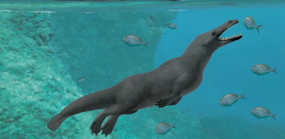 4300만년 전 고래의 모습 상상도. 꼬리와 물갈퀴가 달린 네개의 다리가 달려 있다. ‘커런트 바이올로지’ 동영상 갈무리