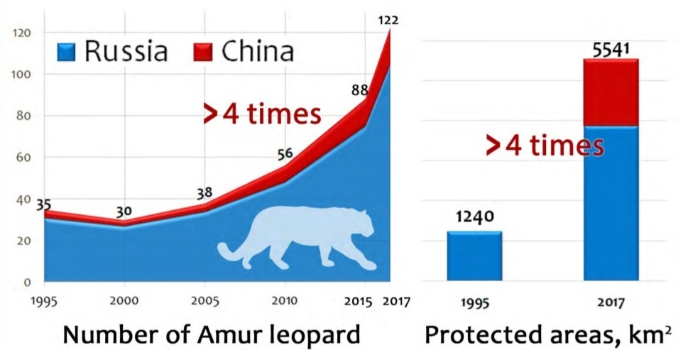 Photo Amur Leopard Makes Comeback After Establishment Of Protective National Park In Russia International News The Hankyoreh