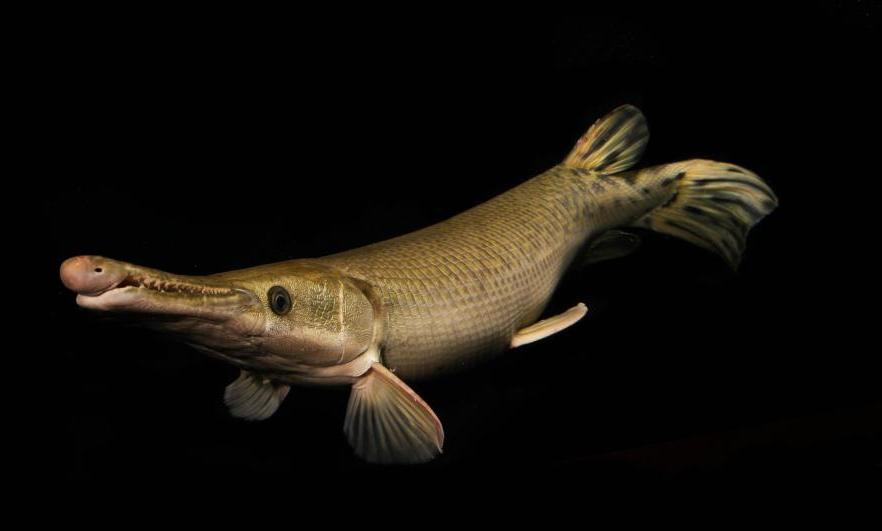 댐이 삼킨 거대 물고기…대형 담수동물 88% 감소