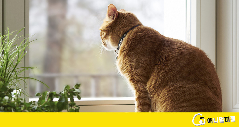 바깥이 궁금해? 고양이가 창밖을 보는 이유 : 반려동물 : 반려동물 : 애니멀피플 : 뉴스 :