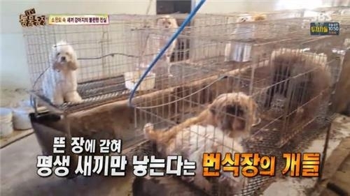 2016년 동물자유연대가 폭로한 ‘강아지 공장’의 참혹한 모습은 큰 논란을 불러일으켰다.