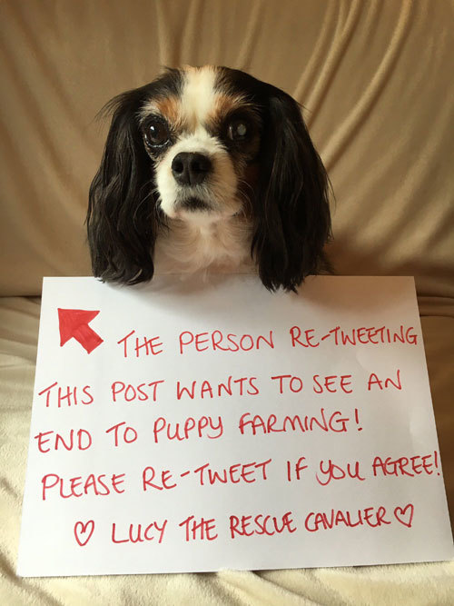 2013년 영국 웨일스의 강아지 번식장에서 구조된 개 ‘루시’는 영국의 6개월령 이하 강아지·고양이 펫숍 판매 금지 법안을 이끄는 데 큰 영향을 미쳤다. 사진 @lucytherescuecavalier