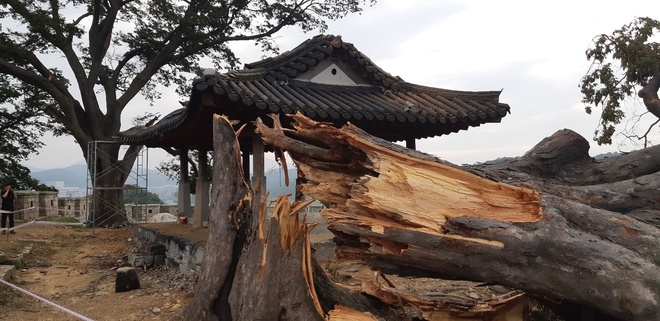 제13호 태풍 ‘링링’이 강타한 인천 강화군 연미정 옆 500년 수령의 보호수 느티나무 밑둥이 부러졌다.
