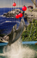 Endangered dolphins captured for performances