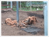 Cattle left to starve as their price drops