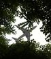 Plane through the trees