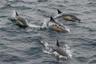 Seas teem with dolphins