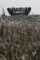 Plant life on a former garbage mountain