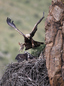 Golden eagle’s baby love 