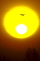 Red crane couple’s flight over sunrise 