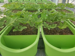 [Photo] Enjoy the ginseng grown on the veranda 