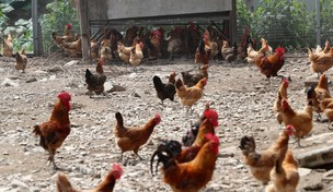 달걀 이어 닭에서 기준치 넘는 DDT 검출