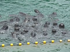 [영상] 어느 어촌마을의 ‘레드데이’…일본 고래사냥 장면 공개