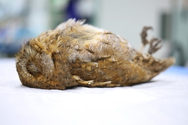 밀어닥치는 어린 죽음, 동물구조센터의 ‘잔인한 봄’