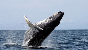 고래의 ‘귀지’에 세계사가 기록됐다?