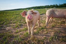 돼지가 푸대접 받는 ‘인간적’인 이유들