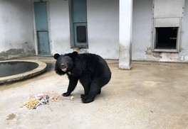 “사과가 제일 좋아”…사육장 구출 곰의 생애 첫 생일상