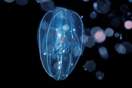 독도서 첫 ‘블랙 워터 다이빙’…한밤 수중 생물 조사