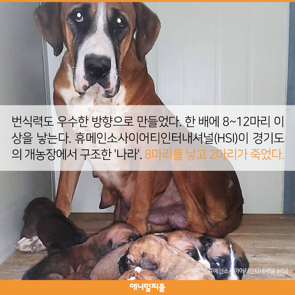 한국에만 있는 품종 도사믹스견을 아시나요?