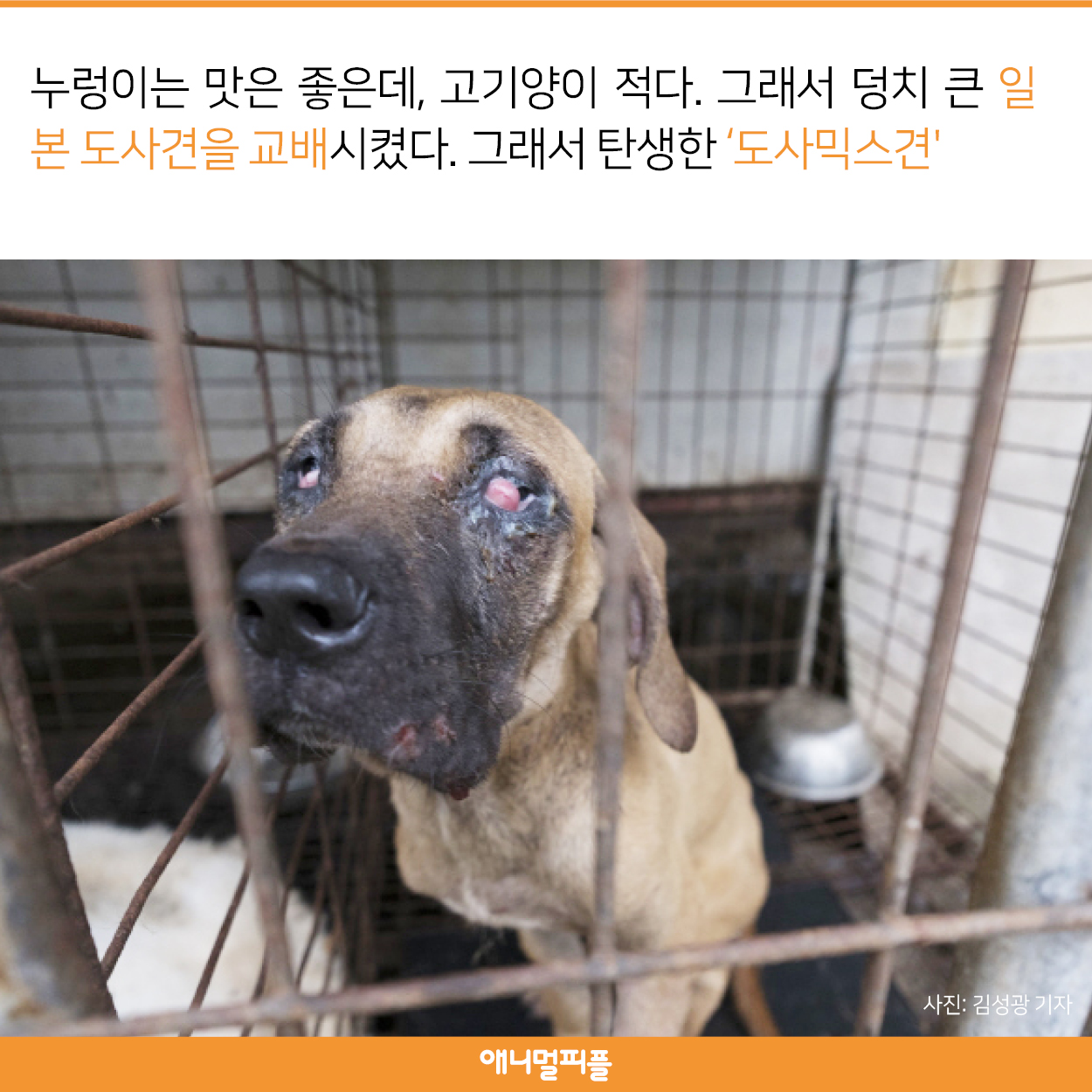 한국에만 있는 품종 도사믹스견을 아시나요?