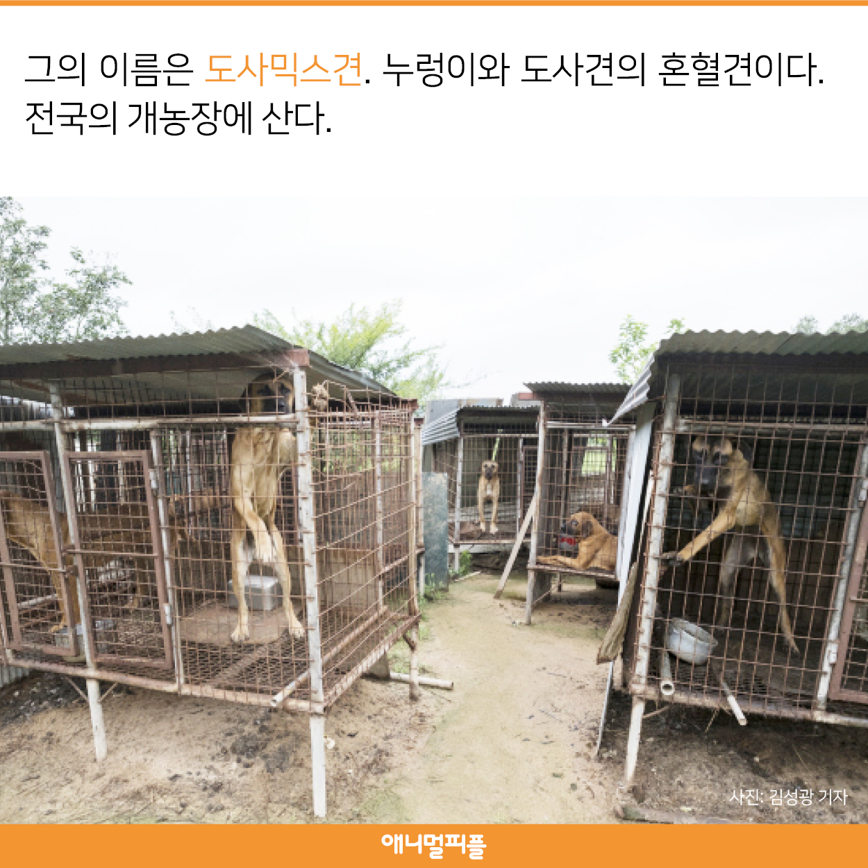 한국에만 있는 품종 도사믹스견을 아시나요?
